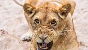 Koszmarny wypadek w zoo. Patrzyła na pracę opiekunów, lew zaatakował