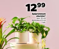 Рослина в горщику