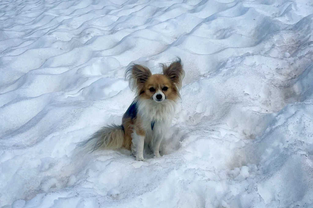 Pies rasy chihuahua, który pomógł uratować swojego pana na lodowcu Fee w szwajcarskim kantonie Valais Pies rasy chihuahua, który pomógł uratować swojego pana na lodowcu Fee w szwajcarskim kantonie Valais