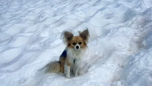 Pies rasy chihuahua, który pomógł uratować swojego pana na lodowcu Fee w szwajcarskim kantonie Valais