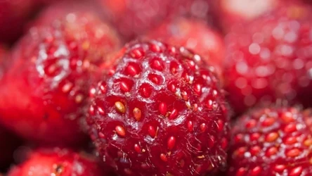 Poziomki wielu kojarzą się z owocem z dzieciństwa