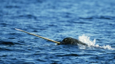 Ssaki morskie, które kiedyś uznawano za jednorożce. Poznaj narwale