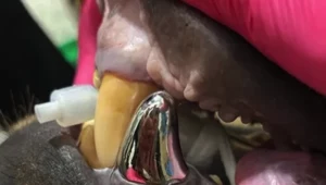 Tytanowy zgryz. Zwierzę dostało największą koronę dentystyczną świata