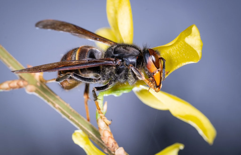 Wielki szerszeń żółtonogi z Azji sfotografowany w marcu 2025 roku w Rosny Sous Bois koło Paryża Duża osa siedząca na żółtym kwiatku, ukazana z bliska na tle rozmytego niebieskiego tła
