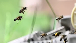 Nagły atak pszczół. Kilkadziesiąt osób rannych, trzy w stanie krytycznym