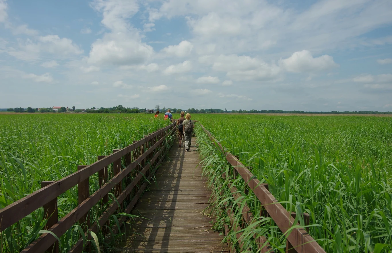 Za jedną z największych atrakcji Narwiańskiego Parku Narodowego uchodzi kładka Waniewo - Śliwno.