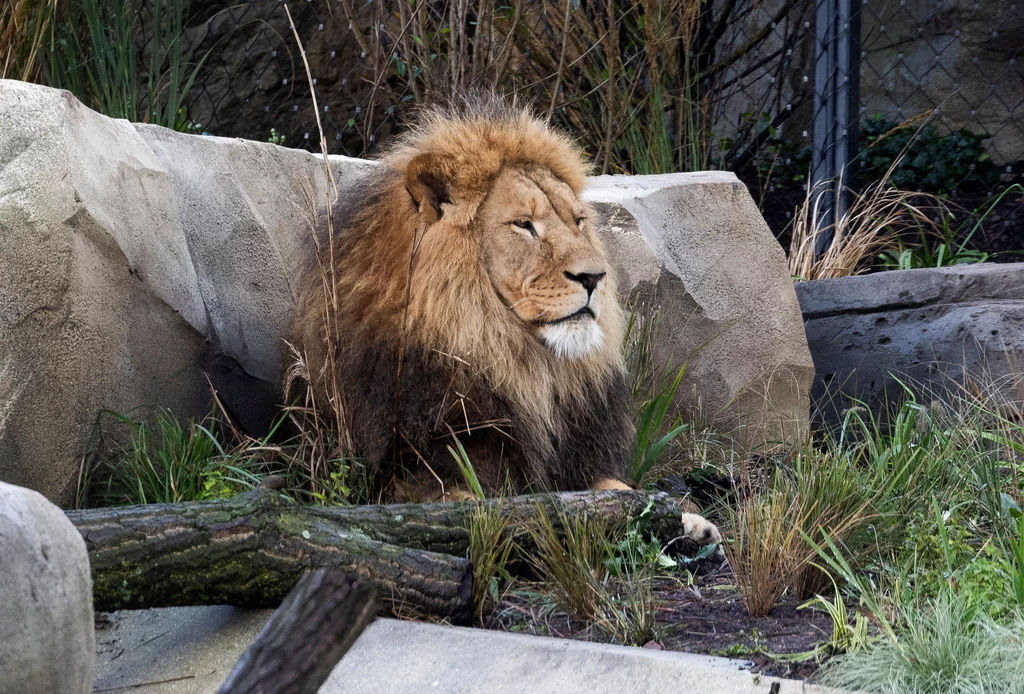 Lew, który uciekł z tureckiego zoo, został odstrzelony Lew, który uciekł z tureckiego zoo, został odstrzelony