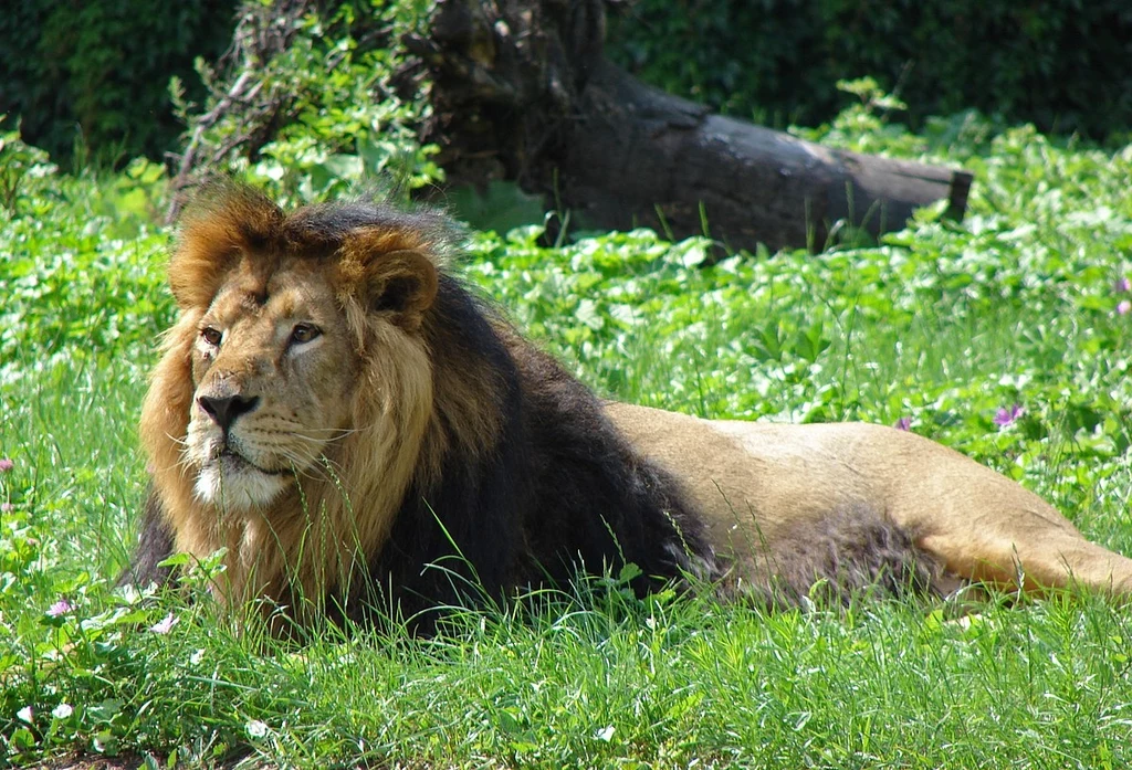 Samiec lwa azjatyckiego w zoo w Łodzi Lew leżący na zielonej trawie wśród roślinności, z grzywą w odcieniach brązu i czerni, spogląda w bok, w tle widoczny pień drzewa oraz gęsta zieleń.