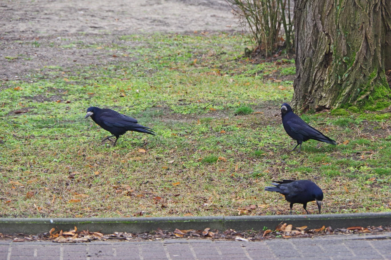 Gawrony szukają resztek jedzenia Gawrony szukają resztek jedzenia