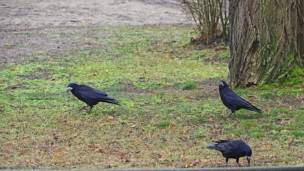 Gawrony szukają resztek jedzenia