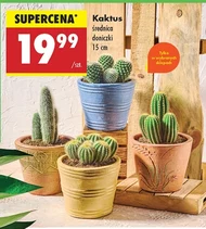 Kaktus