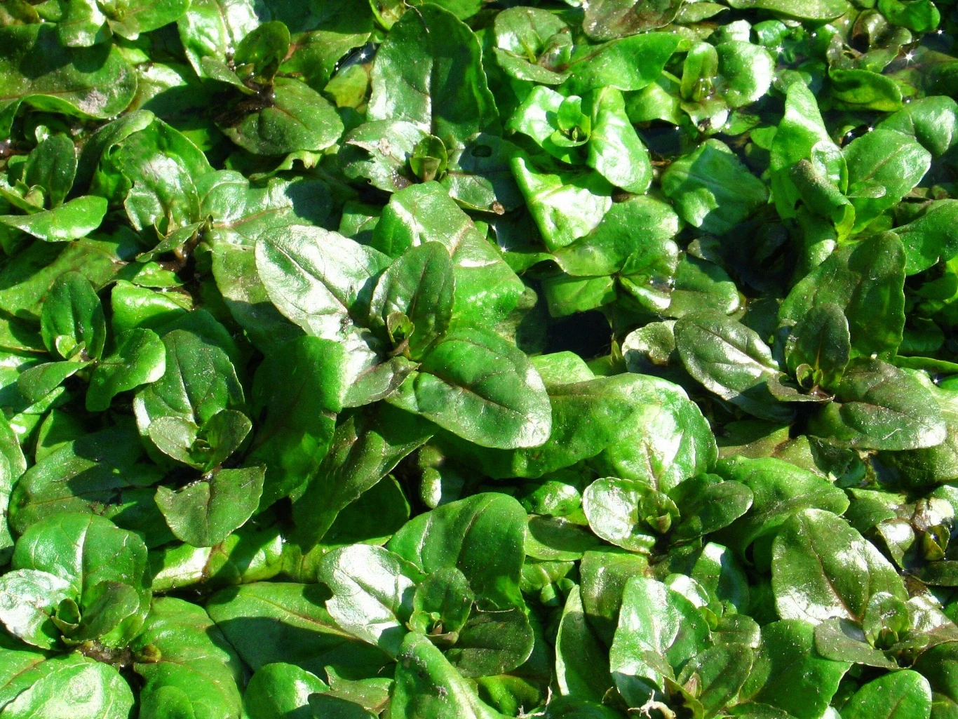 Rukiew wodna to roślina jadalna słynąca ze swoich licznych właściwości prozdrowotnych. Rukiew wodna to roślina jadalna słynąca ze swoich licznych właściwości prozdrowotnych.