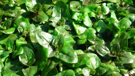 Rukiew wodna to roślina jadalna słynąca ze swoich licznych właściwości prozdrowotnych. 