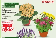 Chryzantema