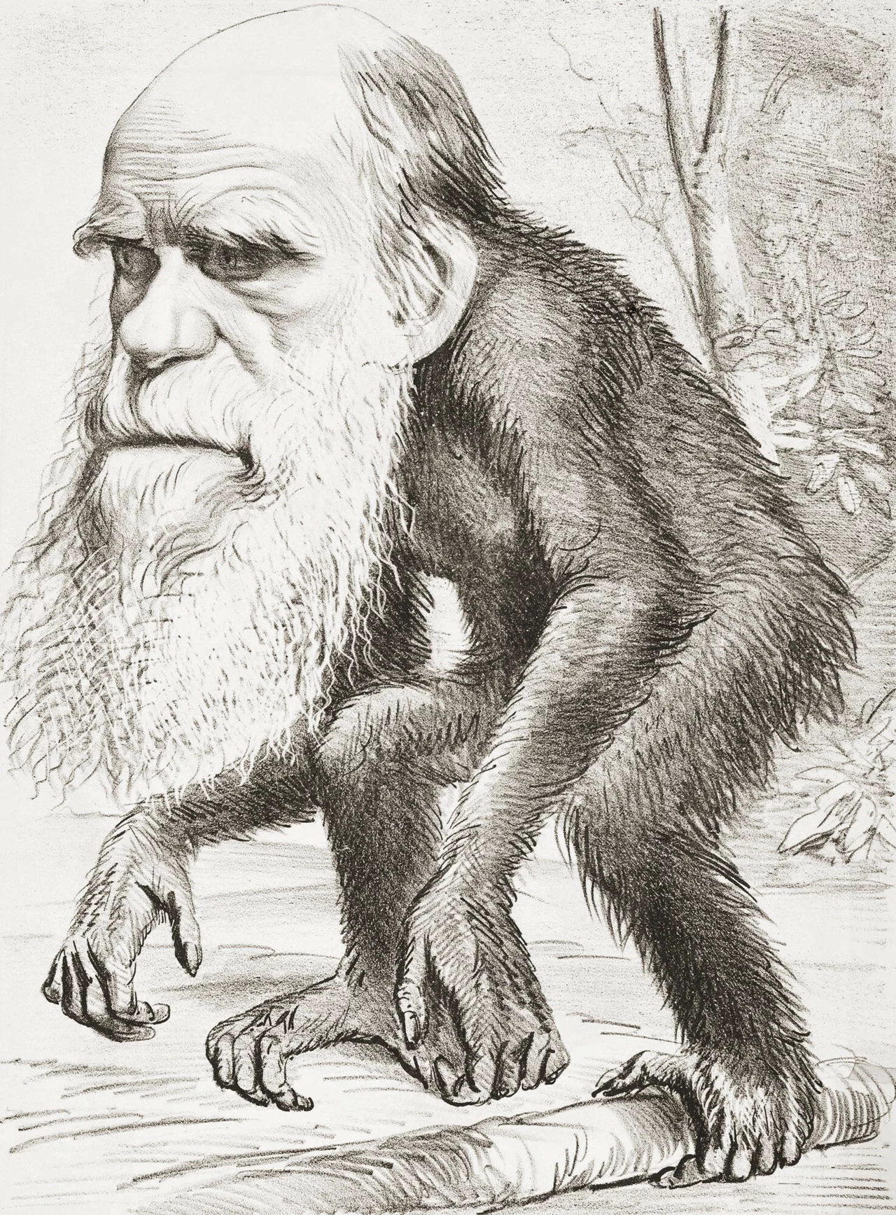 XIX-wieczna karykatura, która miała szydzić z Charlesa Darwina i jego teorii ewolucji Czarno-biała karykatura ukazuje postać z ciałem małpy oraz charakterystyczną ludzką twarzą z długą brodą i wysokim czołem, stojącą na dwóch kończynach na tle prostych roślin.