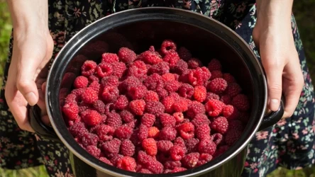 Maliny to delikatne owoce sezonowe. Czy należy je myć przed zjedzeniem?