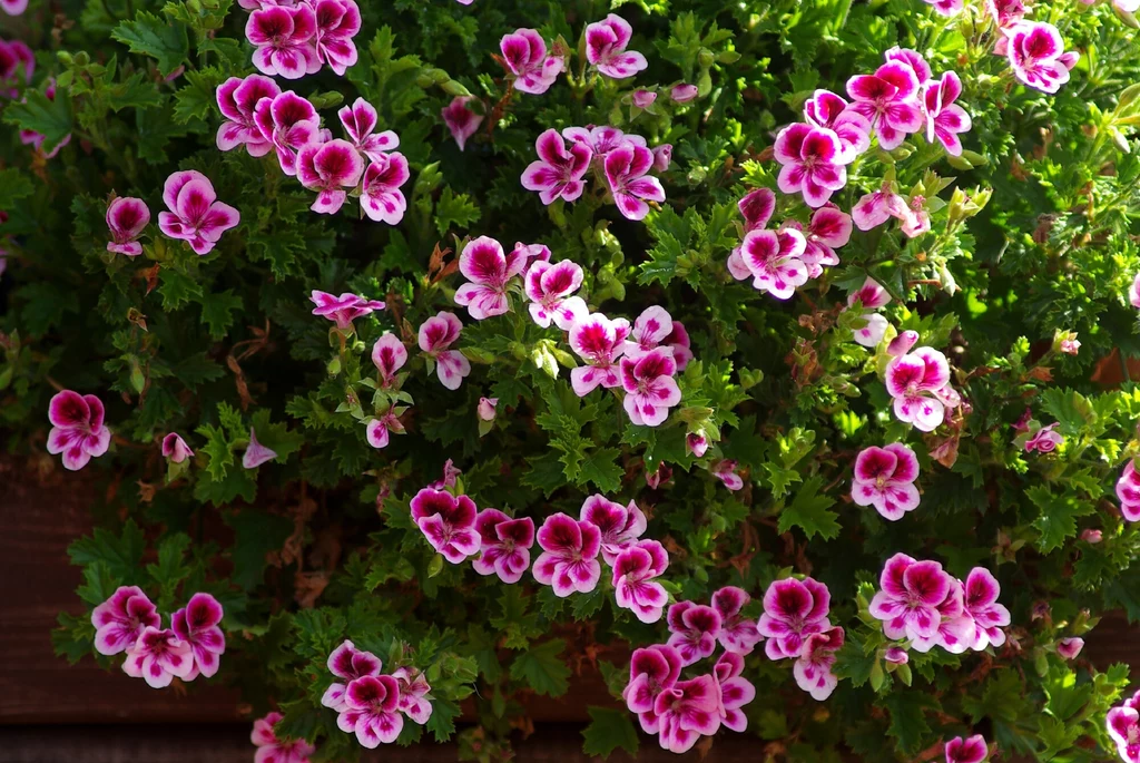 Czym nawozić pelargonie? Czym nawozić pelargonie?