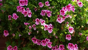 Twoje pelargonie pokochają domowe nawozy. Proste i skuteczne