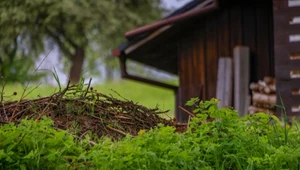 Palisz gałęzie w ogrodzie? Lepiej przeczytaj, zanim zapłacisz mandat