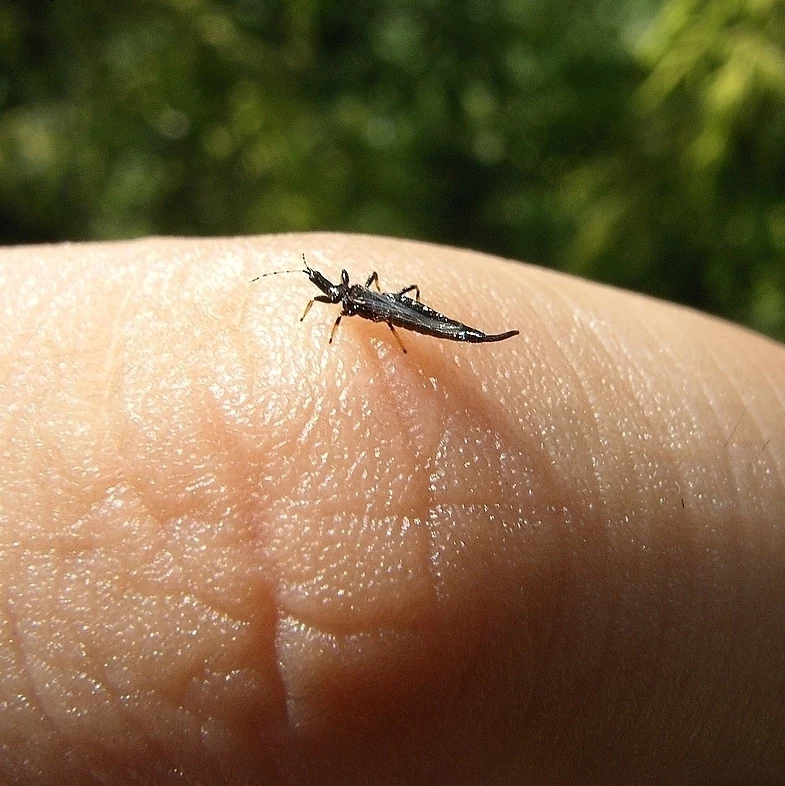 Przecinek to robak mierzący zaledwie 2 mm.
