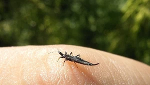 Robak jak przecinek. Jak się pozbyć małych czarnych muszek z domu?