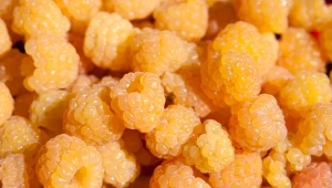 Żółte maliny są zauważalnie słodsze i łagodniejsze w smaku od czerwonych