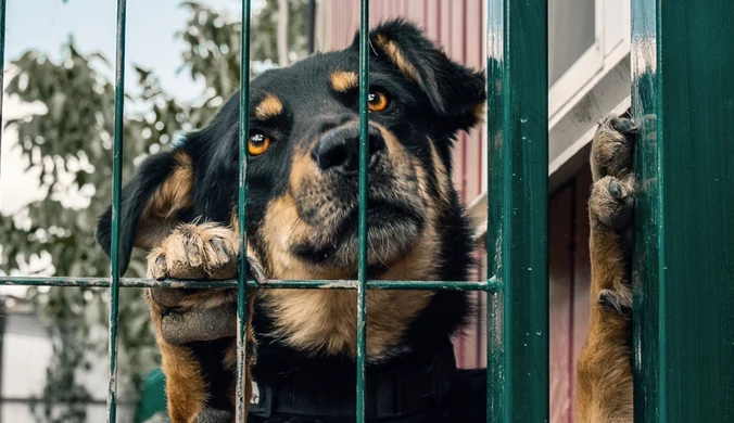 Jeżdżą po Polsce i zaglądają do domostw. Widok przeraża