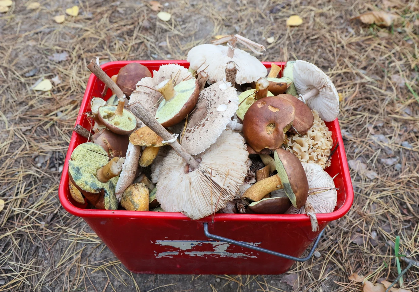 Czubajka kania to jeden z najbardziej charakterystycznych grzybów w polskich lasach. Gdzie dokładnie jej szukać? 