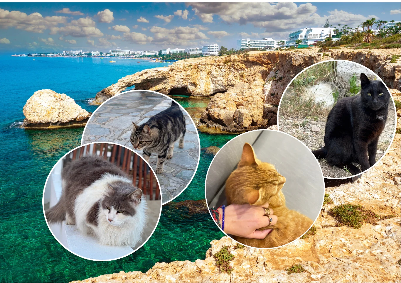 Koty to nieodłączny element cypryjskiego krajobrazu Kolorowy krajobraz wybrzeża z turkusową wodą, skalnymi klifami i zabudowaniami w oddali, z czterema okrągłymi wstawkami ukazującymi koty o różnych umaszczeniach: czarny, rudy, pręgowany oraz długowłosy biało-szary.