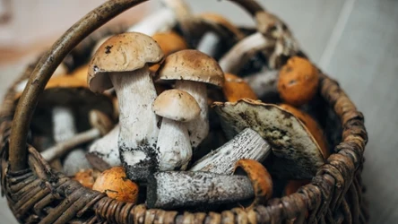 Jak powinno się oczyszczać grzyby przyniesione z lasu? 