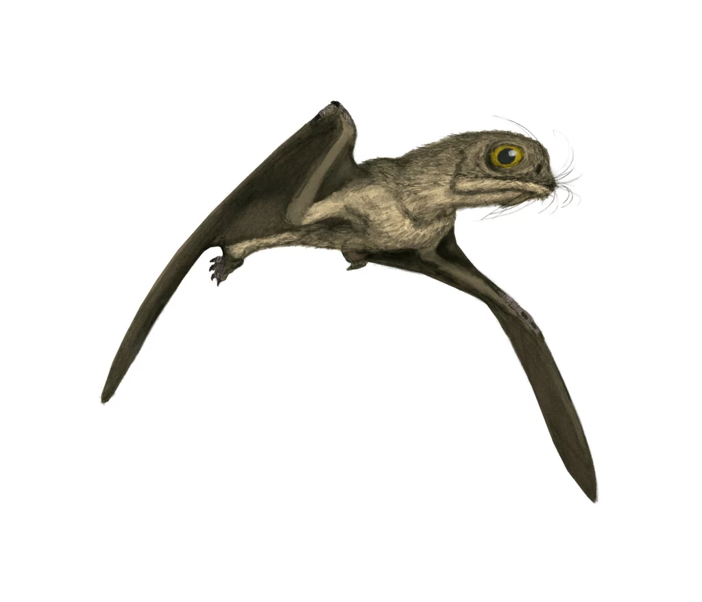 Anurognathus był jednym z mniejszych pterozaurów Prehistoryczny latający gad z szeroko rozłożonymi skrzydłami, dużym okiem i futrzastym ciałem widoczny na białym tle.