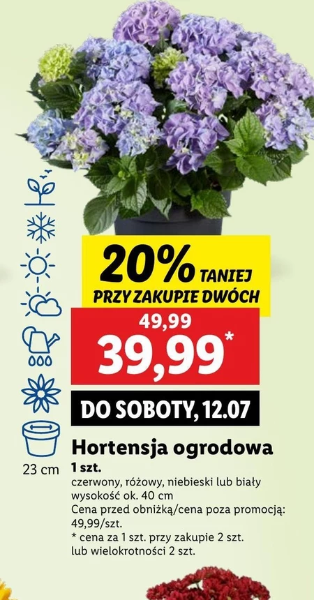 Hortensja Ok.