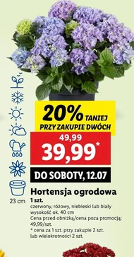 Hortensja Ok.