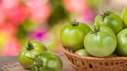 Możesz przyspieszyć dojrzewanie pomidorów lub przygotować z nich przetwory.