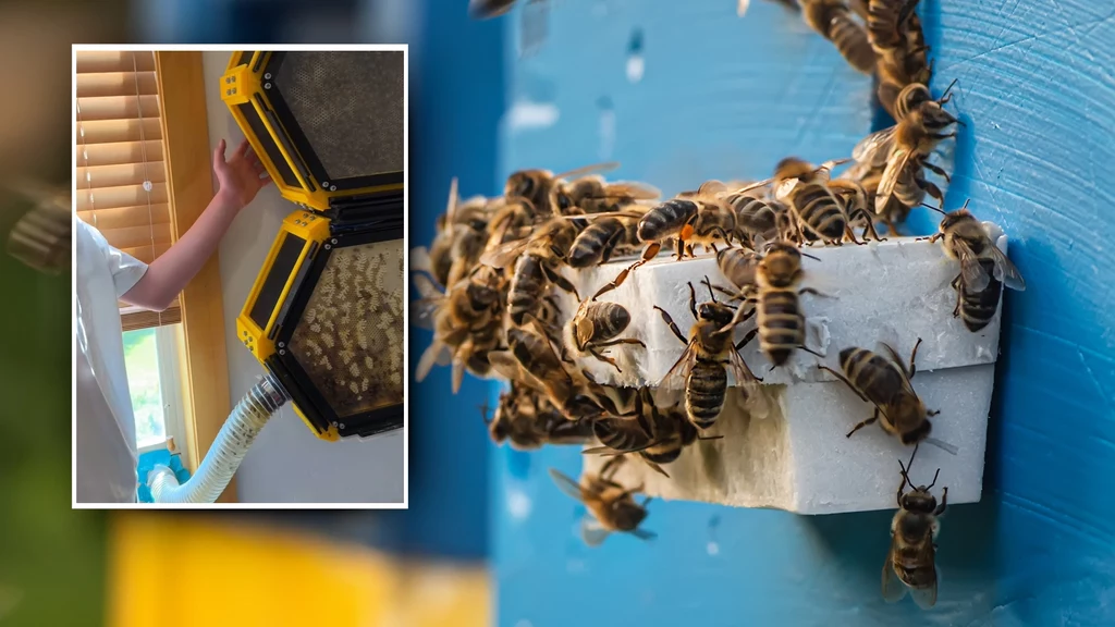 13-latek ze stanu Utah stworzył ul, który można wydrukować samodzielnie na drukarce 3D