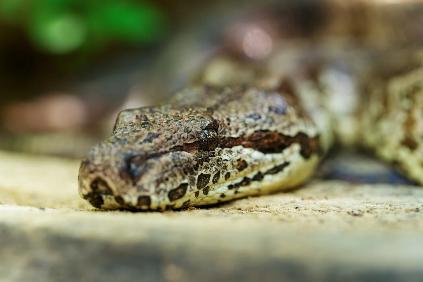 Boa Dumerila z Madagaskaru. Rozmieszczenie węży boa na świecie wciąż jest zagadkowe Głowa węża o brązowym, łuskowatym ciele, leżącego na jasnym podłożu z delikatnie rozmytym tłem.