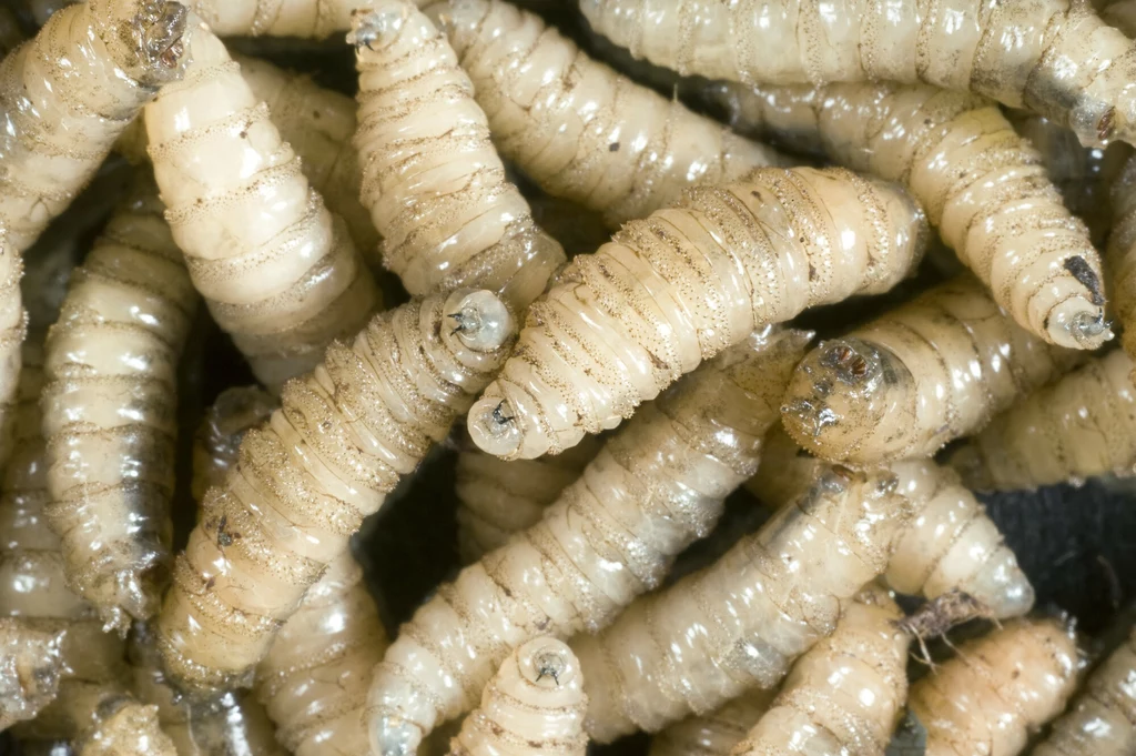 Larwy muchy śrubowej Cochliomyia hominivorax są bardzo groźne Larwy muchy śrubowej Cochliomyia hominivorax są bardzo groźne