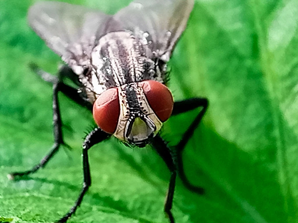 Mucha śrubowa Cochliomyia hominivorax to plaga w Ameryce Duża mucha siedząca na zielonym liściu, z wyraźnie widocznymi, czerwonymi oczami i detalami ciała.