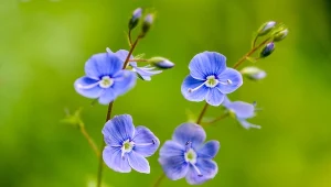 Posadź go w lipcu. Zaleje ogród morzem niebieskich kwiatów i usunie chwasty