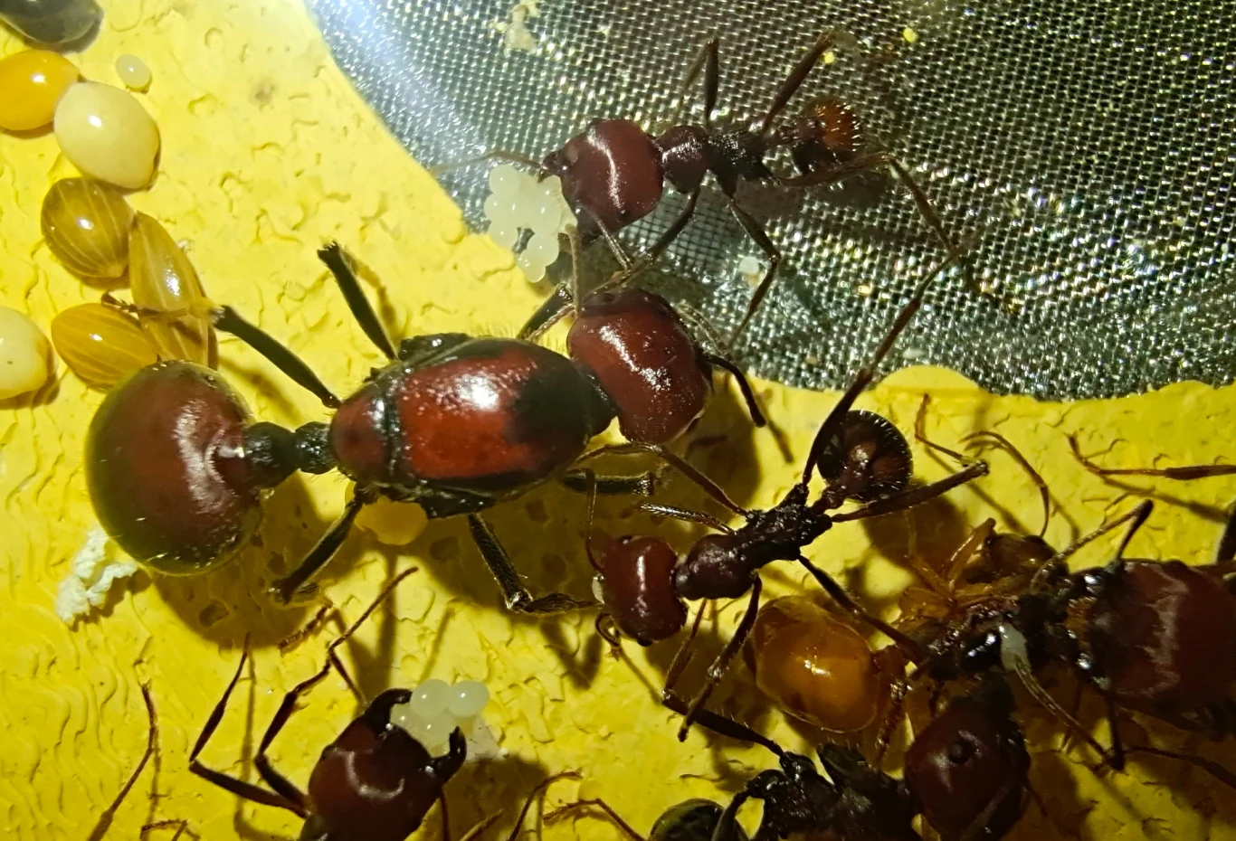 Messor cephalotes gniazdują głównie na otwartych równinach i zwykle budują masywne kopce Messor cephalotes gniazdują głównie na otwartych równinach i zwykle budują masywne kopce
