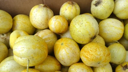 Ogórek 'Lemon' zachwyca swoim niepowtarzalnym wyglądem.