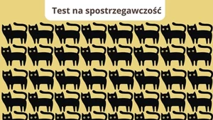 Test na sokoli wzrok: Który kot jest inny? Tylko 2% osób rozwiązało w 5 sekund