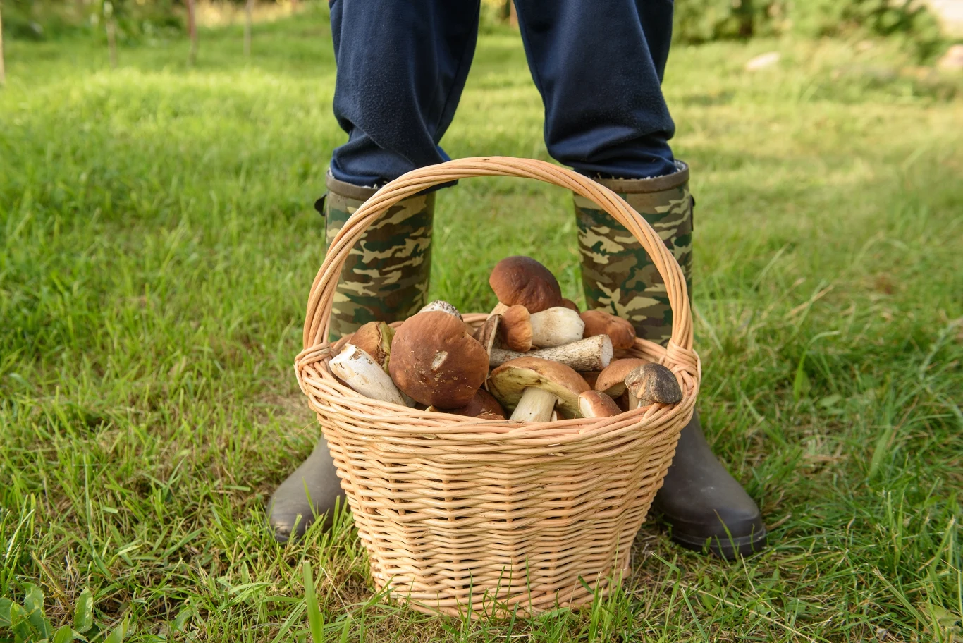 Miejsca na Mazurach, w których trafisz na urodzaj grzybów. Gdzie warto wybrać się na grzybobranie?