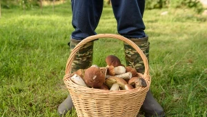 Tu są grzyby na Mazurach. Po deszczu króluje jeden gatunek