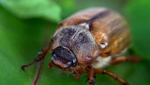 Co tak bzyczy wieczorem? Ogromne owady wplątują się we włosy
