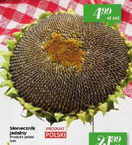 Słonecznik