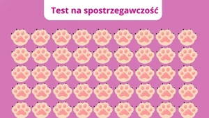 Ćwiczenie na koncentrację: która łapka nie jest taka jak inne?