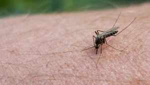 Tropikalny wirus chikungunya w Alzacji. Specjaliści biją na alarm