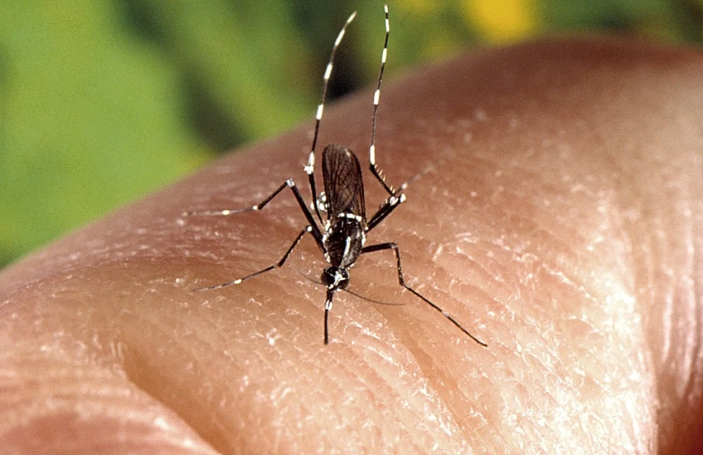 Tropikalna choroba przenoszona jest przez komary. Na zdjęciu komar tygrysi Aedes albopictus Komar siedzący na ludzkiej skórze, gotowy do ukłucia, wyraźnie widoczne szczegóły owada, w tle rozmyte zielone elementy natury.