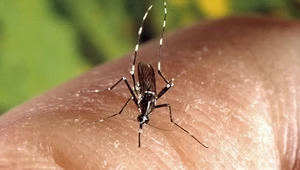 Tropikalna choroba przenoszona jest przez komary. Na zdjęciu komar tygrysi Aedes albopictus
